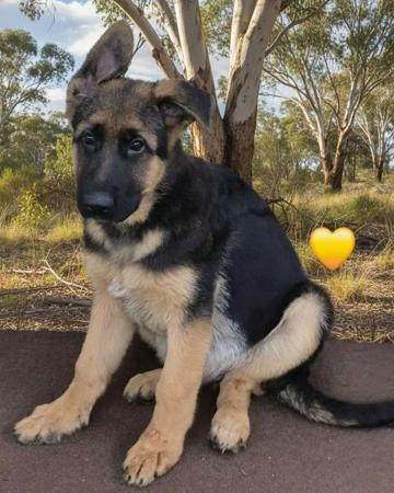 German Shepherd Dog puppy for sale by TONAKER