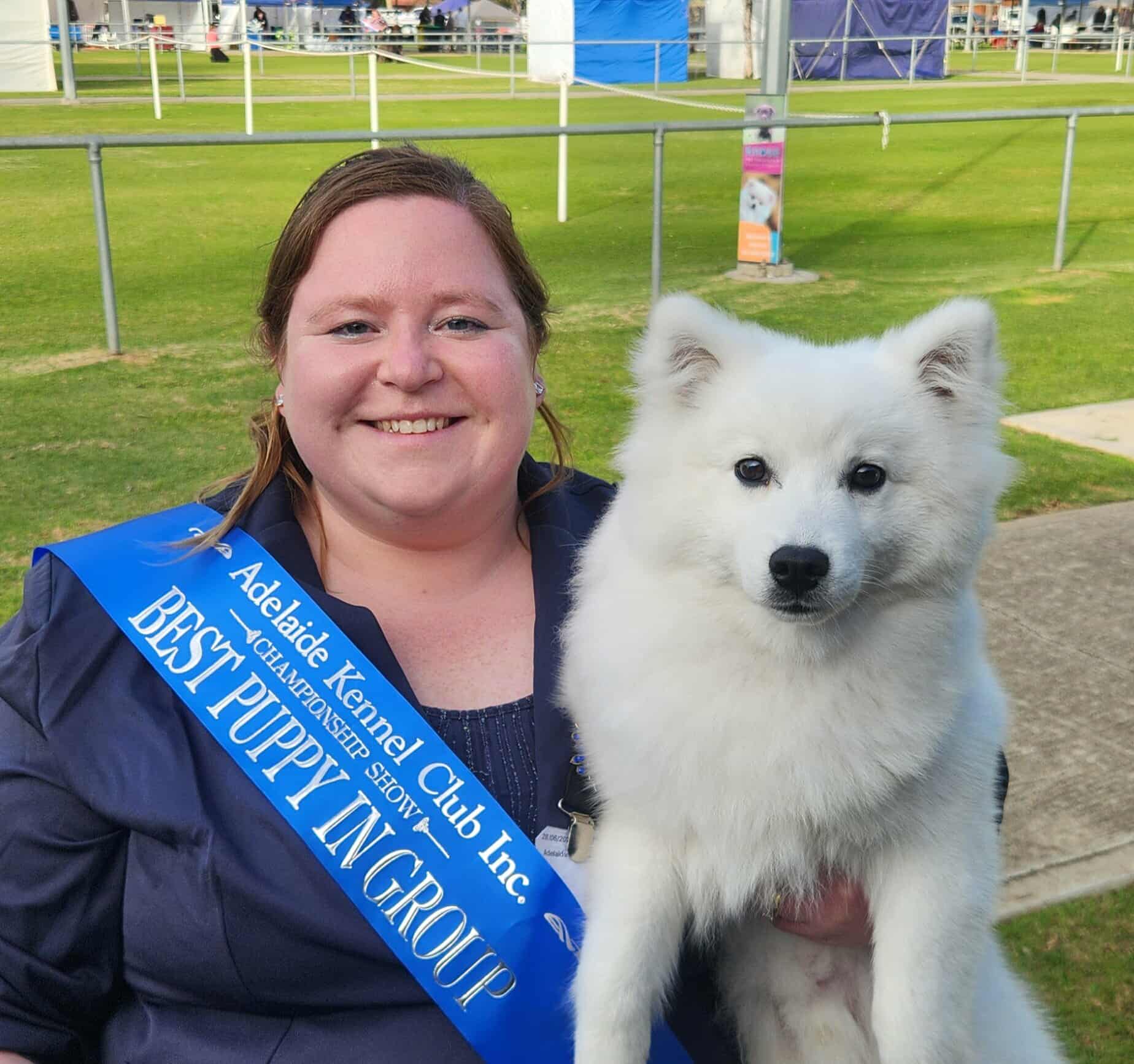 Dogs Rising Stars Aust Ch Belzbentley Arctic Dust Japanese Spitz - Owned by Jacndan Rich