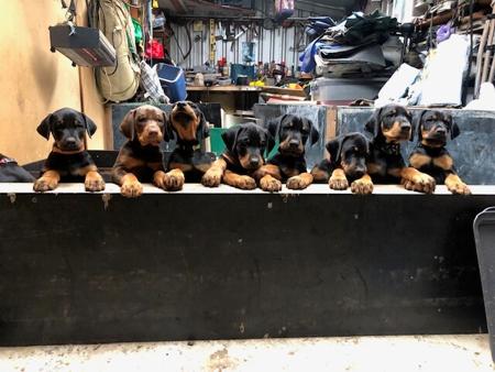 Dobermann puppy for sale by ZEKIASTEL