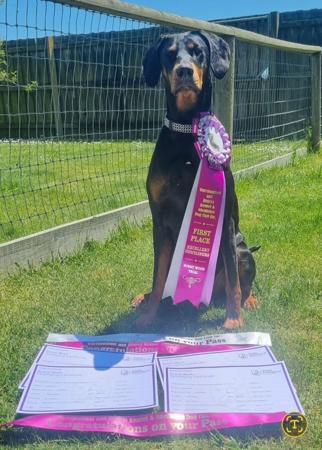 Dobermann for sale by AUSTGEM