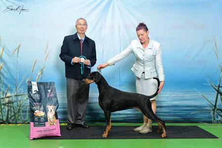 Dobermann for sale by AUSTGEM