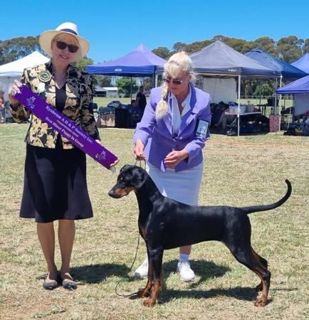 Dobermann for sale by AUSTGEM