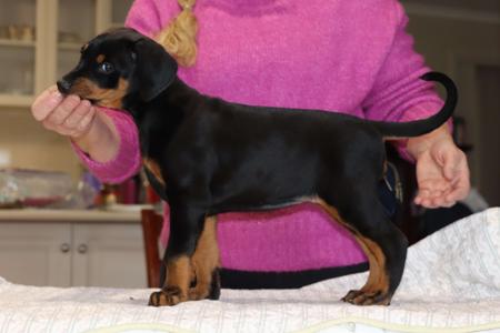 Dobermann for sale by AUSTGEM