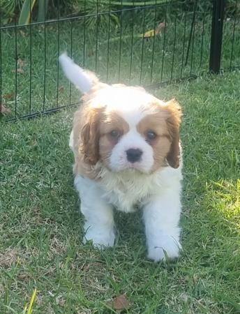 Cavalier King Charles Spaniel for sale by AUSTGEM