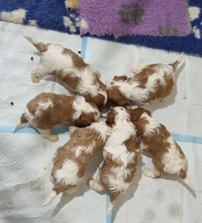 Cavalier King Charles Spaniel for sale by AUSTGEM