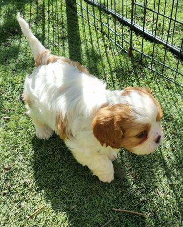 Cavalier King Charles Spaniel for sale by AUSTGEM