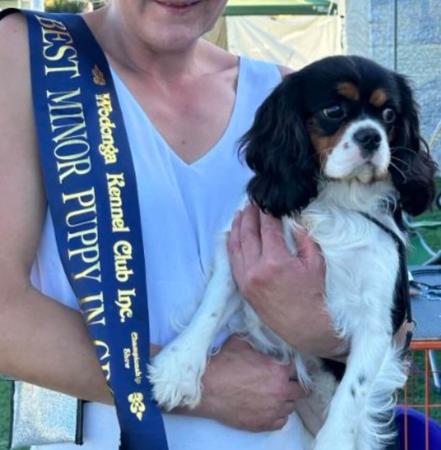 Cavalier King Charles Spaniel for sale by AUSTGEM