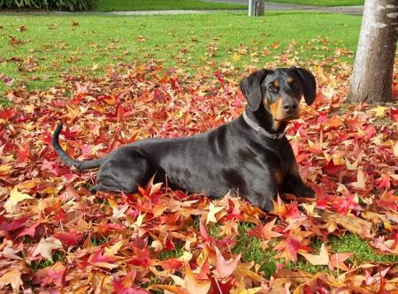Dobermann for sale by AUSTGEM