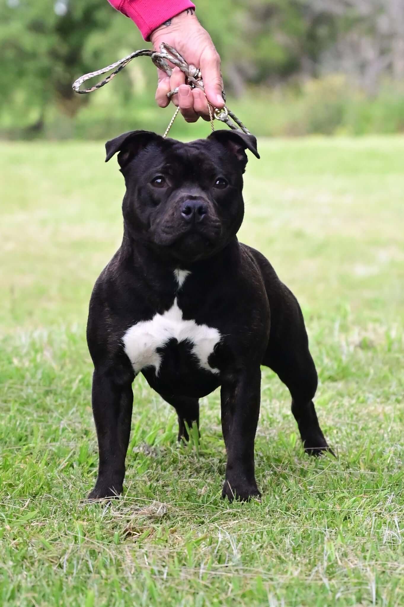 Usherin Perfect Storm AI Staffordshire Bull Terrier - Owned by Debra ...