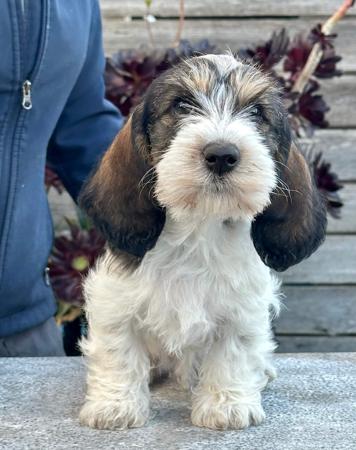 Petit Basset Griffon Vendeen puppy for sale by SHELLIE