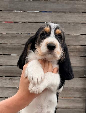 Grand Basset Griffon Vendeen puppy for sale by SHELLIE
