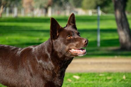 Australian Kelpie dog for sale by KCEE