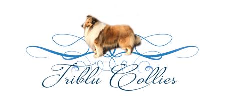 Collie (Rough) for sale by TRIBLU
