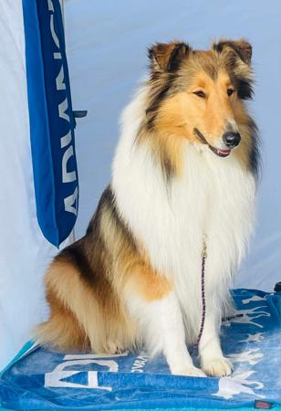 Collie (Rough) for sale by TRIBLU