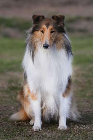Collie (Rough) for sale by TRIBLU