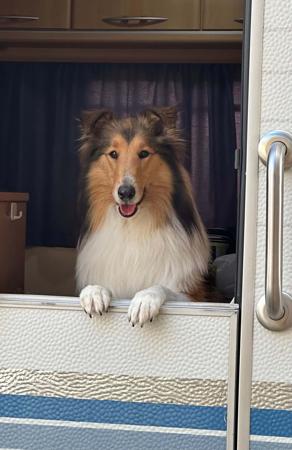 Collie (Rough) for sale by TRIBLU