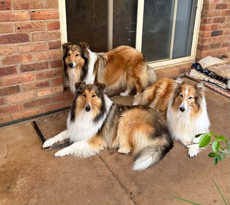 Collie (Rough) for sale by TRIBLU