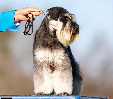 Schnauzer (Miniature) for sale by CSHAYE