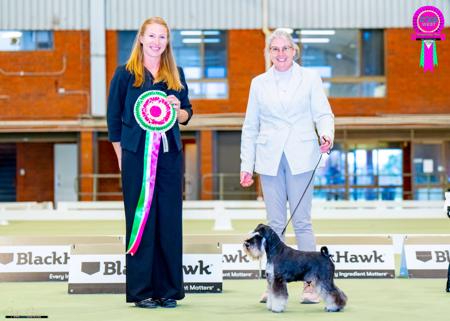 Schnauzer (Miniature) for sale by CSHAYE