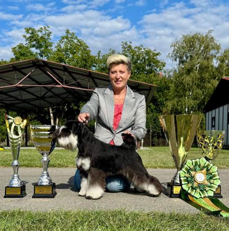 Schnauzer (Miniature) for sale by CSHAYE