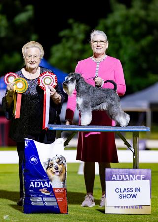Schnauzer (Miniature) for sale by CSHAYE