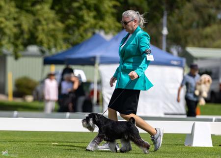 Schnauzer (Miniature) puppy for sale by CSHAYE