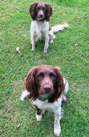 English Springer Spaniel for sale by FEATHERSPUN