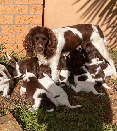 English Springer Spaniel for sale by FEATHERSPUN