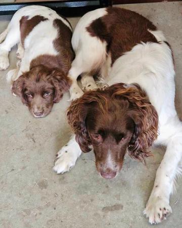 English Springer Spaniel for sale by FEATHERSPUN