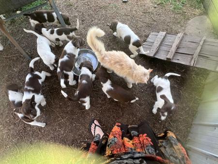 English Springer Spaniel for sale by FEATHERSPUN