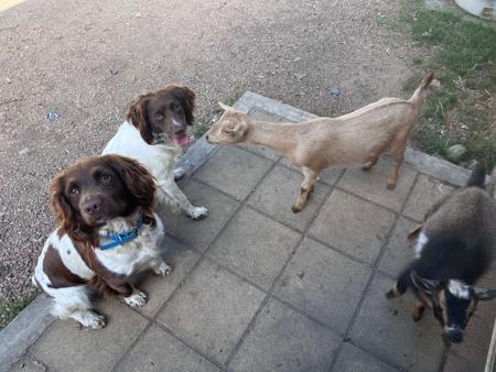 English Springer Spaniel for sale by FEATHERSPUN