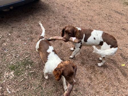 English Springer Spaniel for sale by FEATHERSPUN