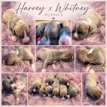 Whippet puppy for sale by SHAWTHING6