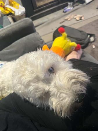Sealyham Terrier puppy for sale by MISSYMOO