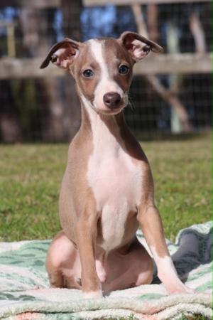 Italian Greyhound puppy for sale by JAYVEEQUE