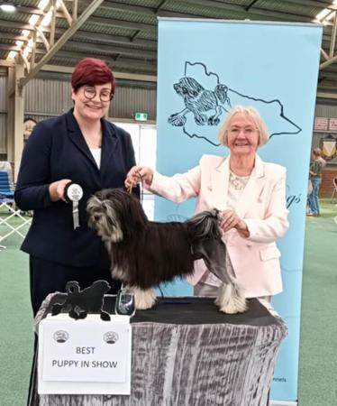 Lowchen for sale by RONDAGLEN