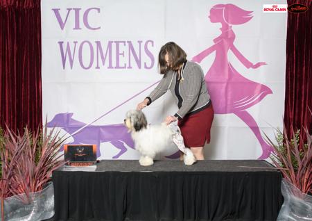 Lowchen for sale by RONDAGLEN