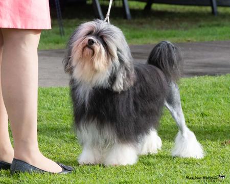 Lowchen for sale by RONDAGLEN