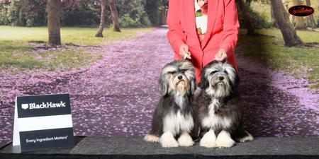 Lowchen for sale by RONDAGLEN