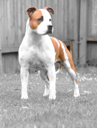 American Staffordshire Terrier for sale by IMPERIUMS