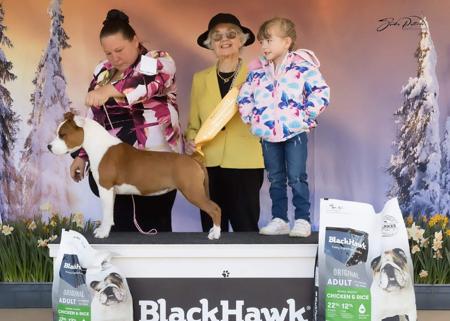 American Staffordshire Terrier for sale by IMPERIUMS