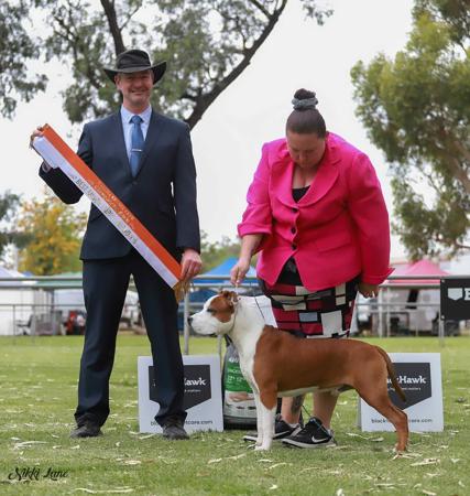 American Staffordshire Terrier for sale by IMPERIUMS