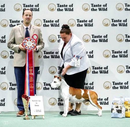 American Staffordshire Terrier for sale by IMPERIUMS