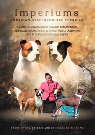 American Staffordshire Terrier for sale by CASSIECAPLE