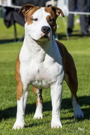 American Staffordshire Terrier for sale by IMPERIUMS