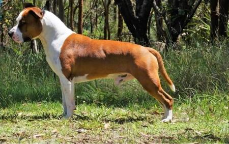 American Staffordshire Terrier for sale by IMPERIUMS