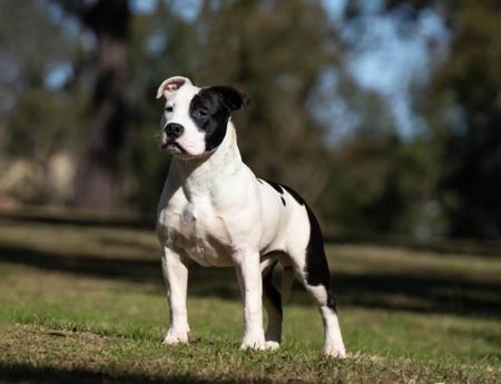 American Staffordshire Terrier for sale by IMPERIUMS