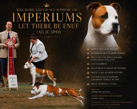 A2O Ch Aust Sup Ch Imperiums Let There Be Enuf (AI) JC SPRD American Staffordshire Terrier