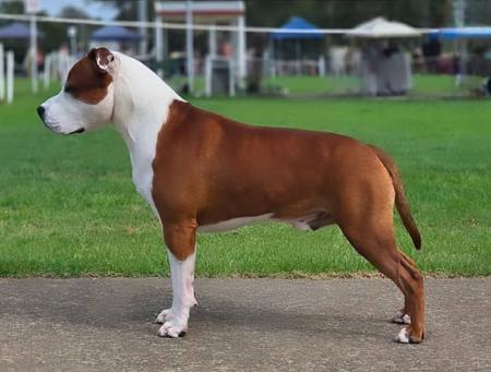 Aust Ch Imperiums Let his Legacy live on (AI) American Staffordshire Terrier