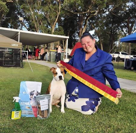Aust Ch Imperiums Let The Dream Begin N.SPRD American Staffordshire Terrier